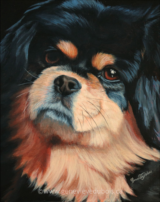 Portrait d'un petit chien